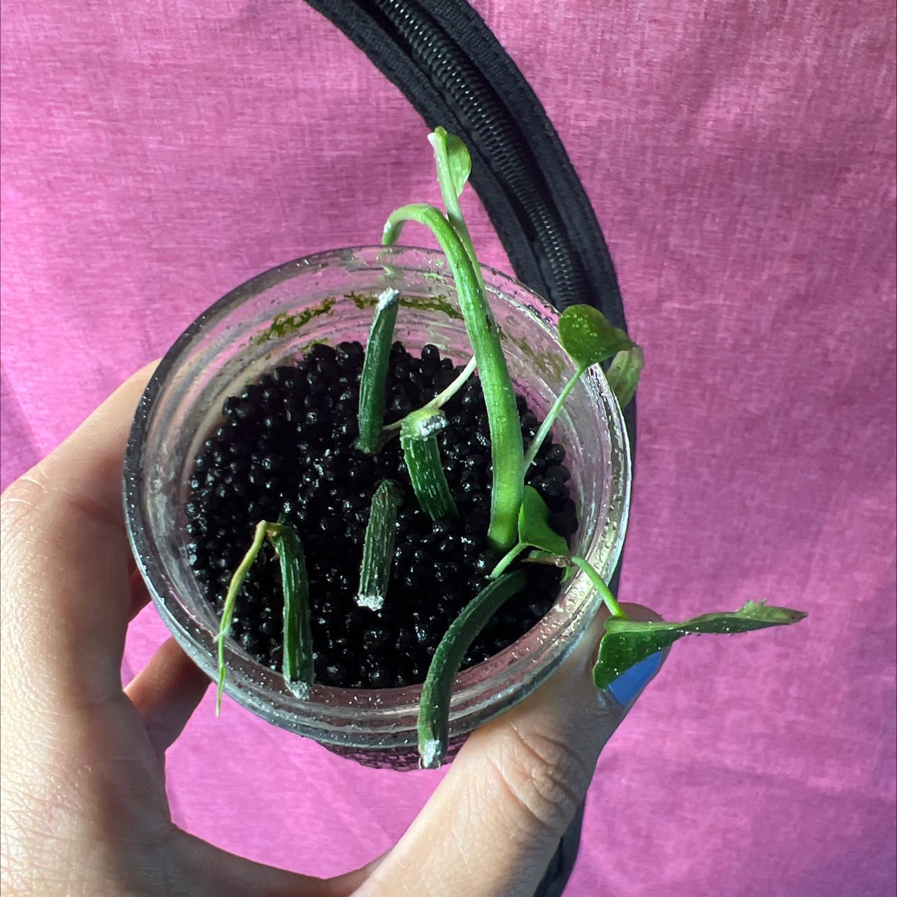 Skeleton Key Pothos plant in a glass container with black pebbles, held by a hand against a pink background.