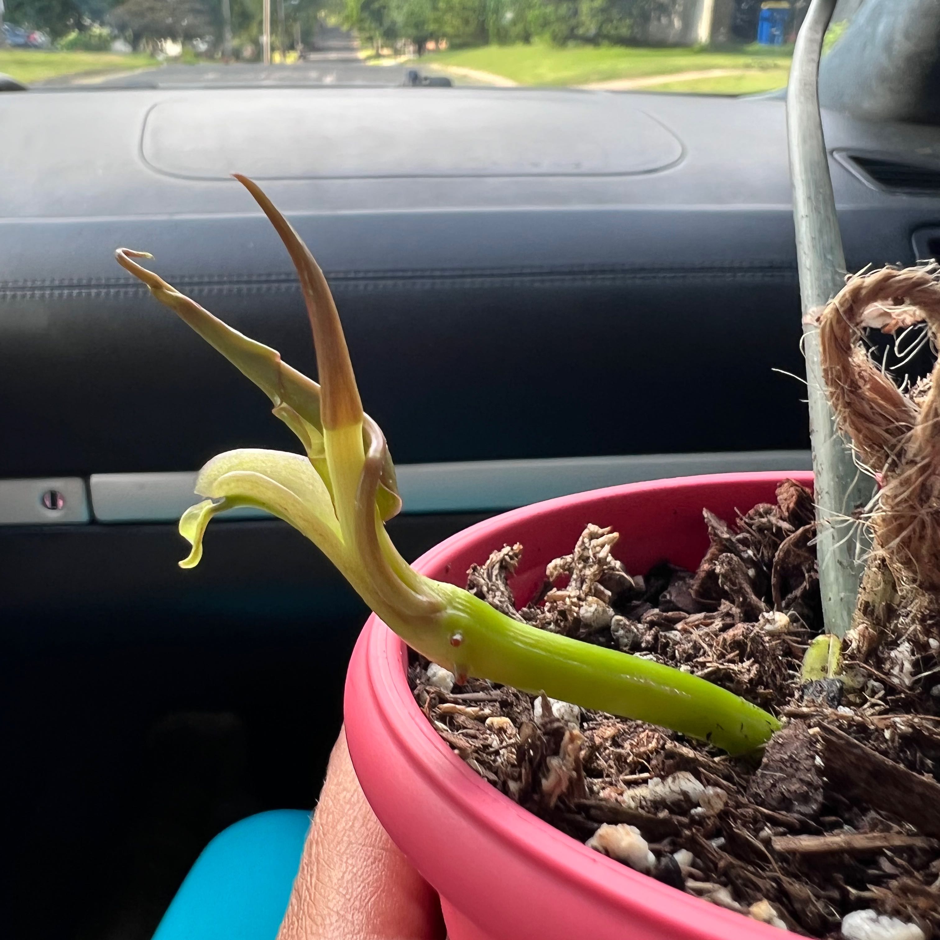Young Philodendron mayoi plant in a red pot with new leaves emerging, taken inside a vehicle.