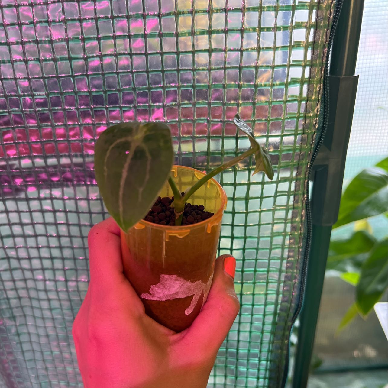 Anthurium forgetii plant in a pot held by a hand, with a mesh screen in the background.