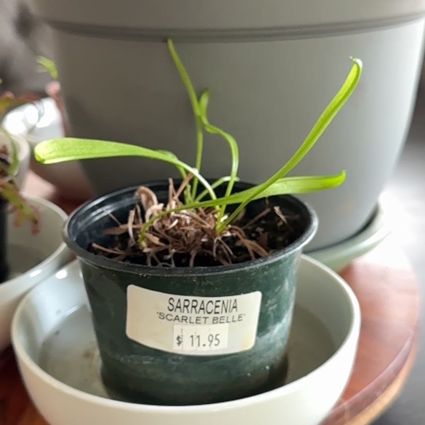 Photo of the plant species Scarlet Belle by @SightlyDionysos named Sara on Greg, the plant care app