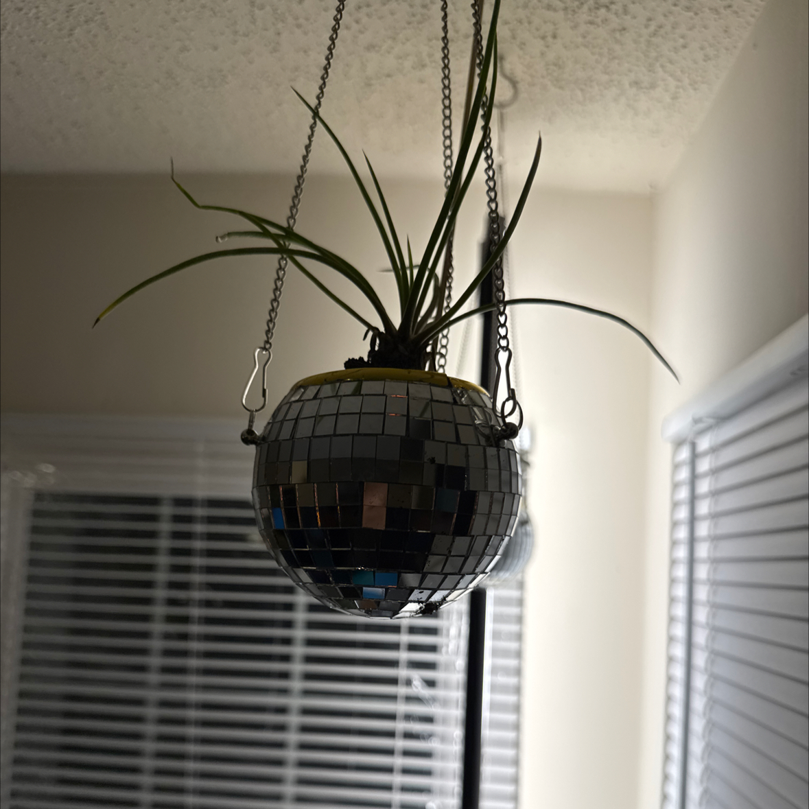 Photo of the plant species Twin Flower Agave by @HonestCoralpea named LiloStitch on Greg, the plant care app