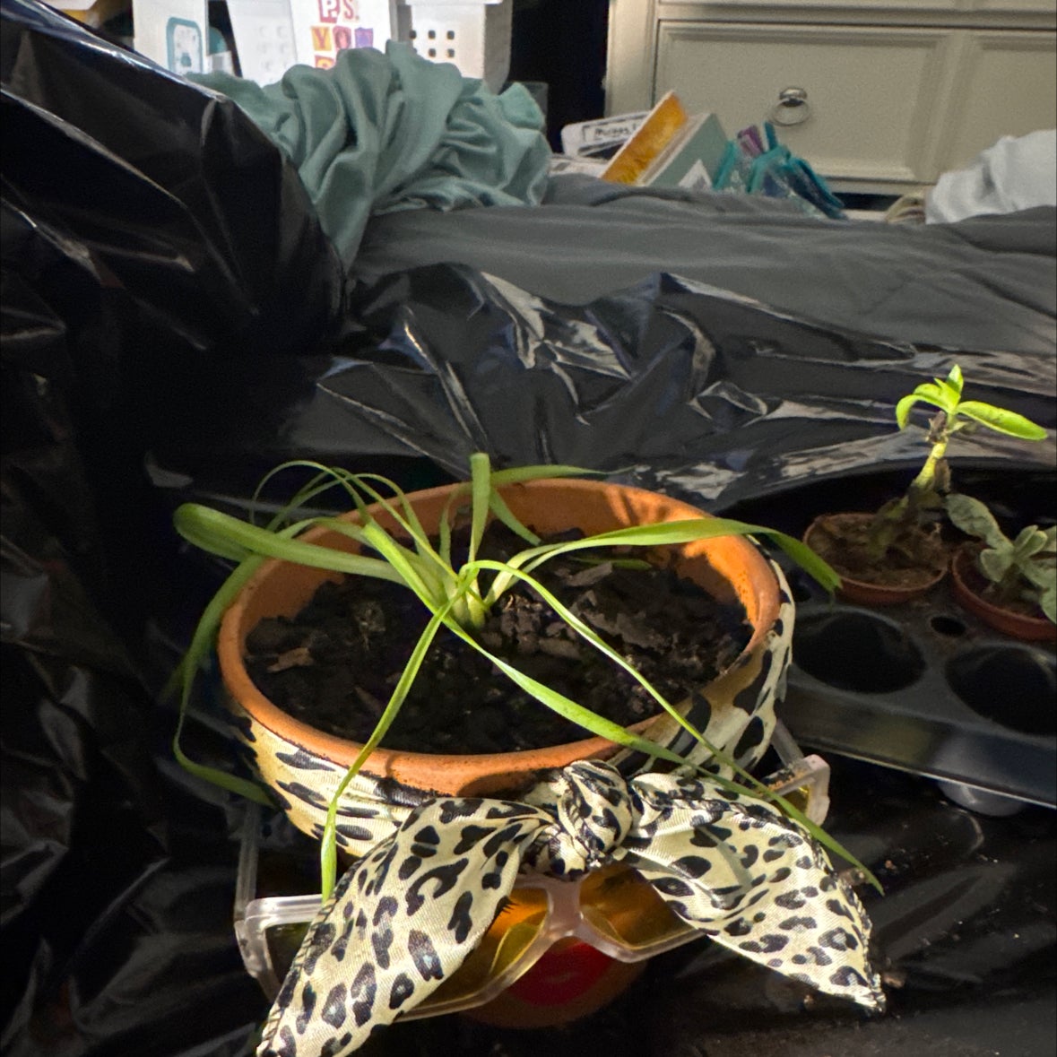 Photo of the plant species Albuca concordiana by @HonestCoralpea named Gauntie on Greg, the plant care app