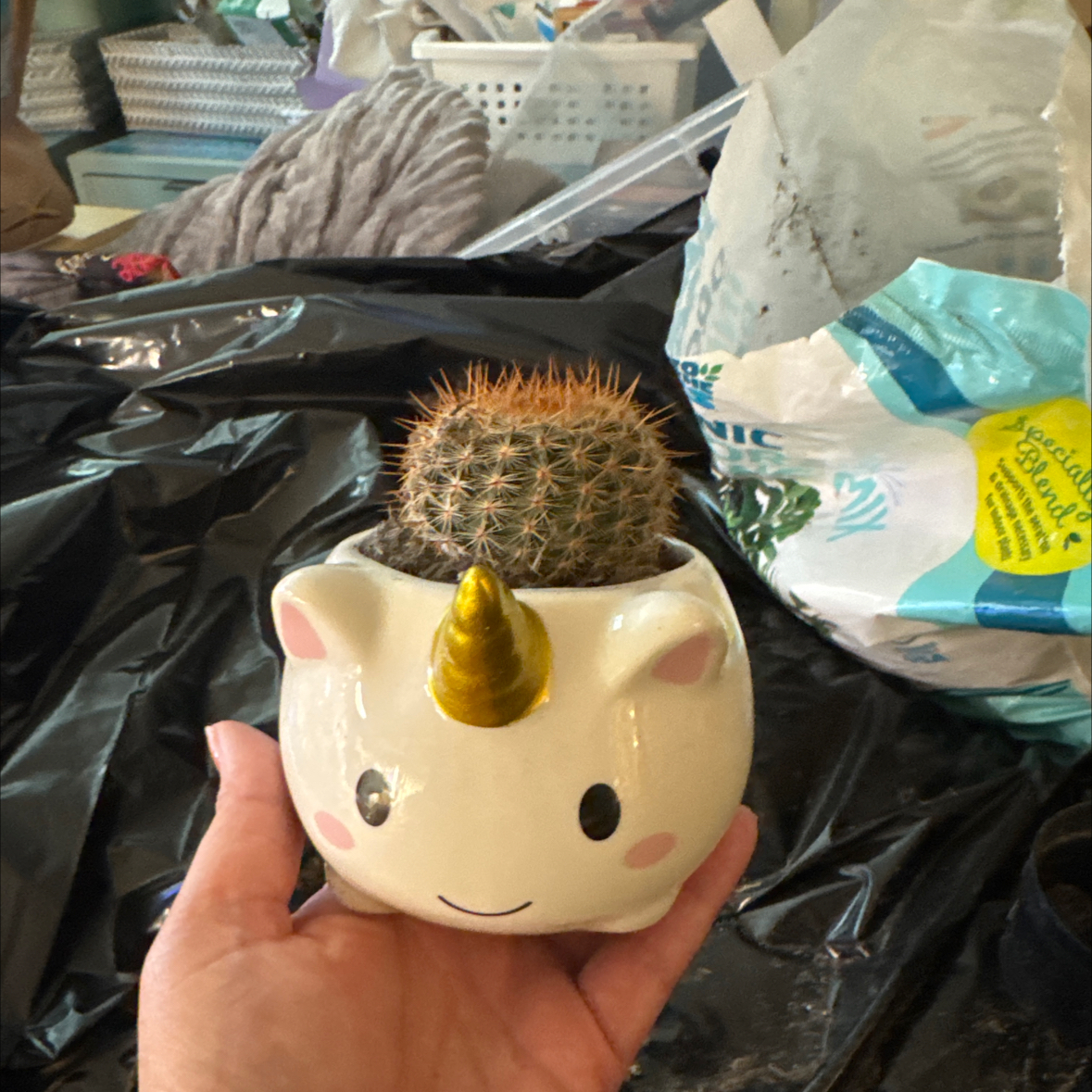 Photo of the plant species Cinnamon Cactus by @HonestCoralpea named Queen on Greg, the plant care app