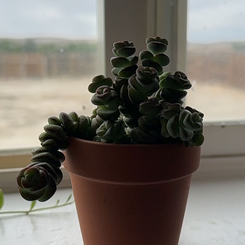Photo of the plant species Crassula 'Baby Necklace' by @YesOricad36 named Dax on Greg, the plant care app