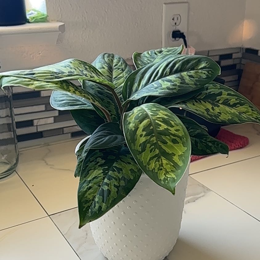 Photo of the plant species Homalomena 'Camouflage' by @YesOricad36 named Pax on Greg, the plant care app