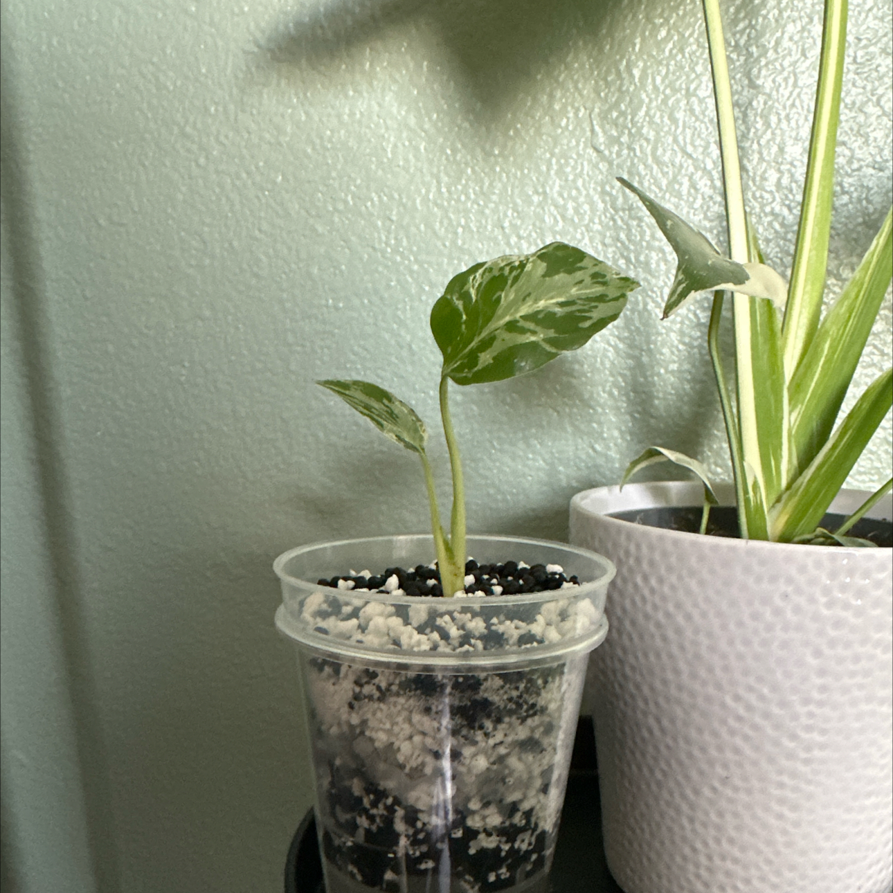 Photo of the plant species Monstera deliciosa 'Bulbosaur' by @YesOricad36 named Bulbasaur on Greg, the plant care app