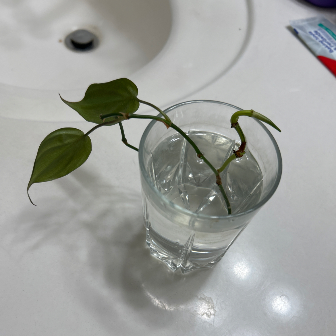 Photo of the plant species Red Mangrove by @babydog42 named Evelyn’s baby on Greg, the plant care app