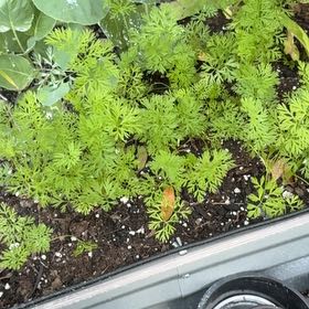 Photo of the plant species Carrot 'Mf' by @NeotericNapaea named Bodhi on Greg, the plant care app