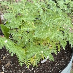 Photo of the plant species Chickpea Milkvetch by @NeotericNapaea named Gobi on Greg, the plant care app