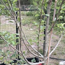Photo of the plant species Anna Apple by @NeotericNapaea named Anna on Greg, the plant care app