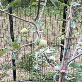 Photo of the plant species Dorsett Apple by @NeotericNapaea named Darwin on Greg, the plant care app