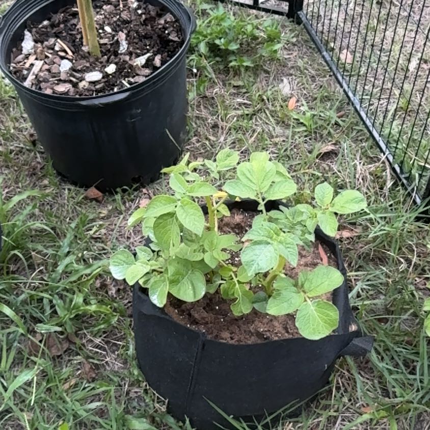 Photo of the plant species Red Potatoes by @NeotericNapaea named Red on Greg, the plant care app