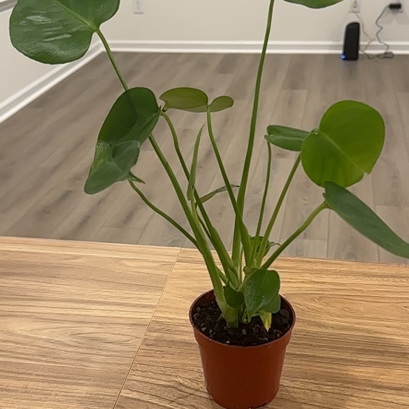 Photo of the plant species tree philodendron by @HopefulNapaea2 named Keanu Leaves on Greg, the plant care app