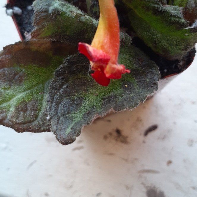 Photo of the plant species Impatiens 'Harmony Flame' by @VipLlavea71 named Robert Plant on Greg, the plant care app