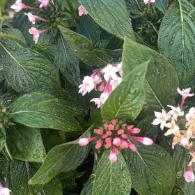Photo of the plant species Egyptian Starcluster by @HeroRedcap25 named Walt on Greg, the plant care app