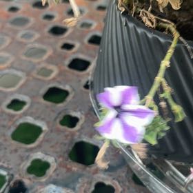 Photo of the plant species Petunia by @HeroRedcap25 named Sigmund on Greg, the plant care app