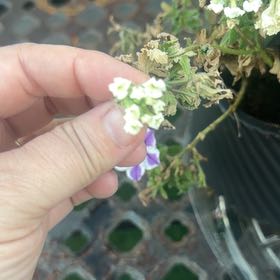 Photo of the plant species Purple Lantana by @HeroRedcap25 named Achilles on Greg, the plant care app