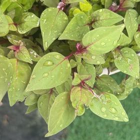 Photo of the plant species Hypericum Androsaemum by @HeroRedcap25 named Willow on Greg, the plant care app