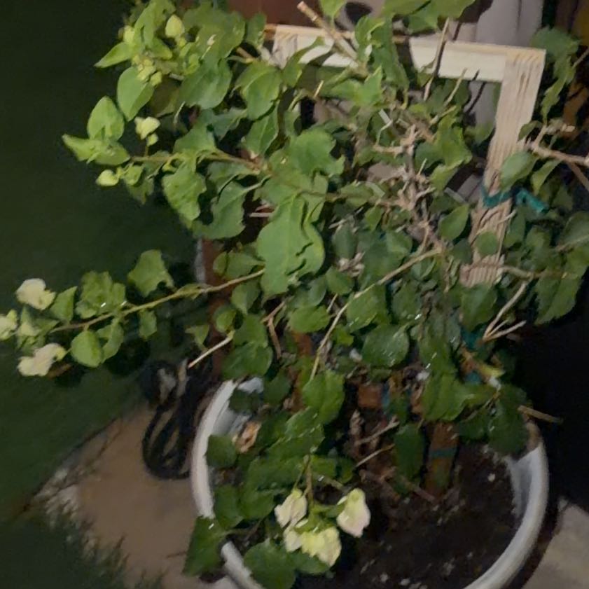 Photo of the plant species Sprawling Wirevine by @HeroRedcap25 named Marilyn on Greg, the plant care app