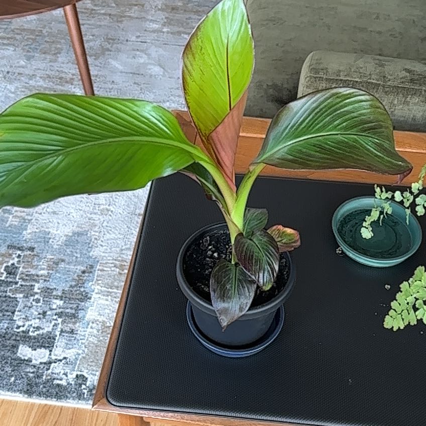 Photo of the plant species Ensete v Maurellii,Red banana by @GoldCordmoss68 named Treeyoncé on Greg, the plant care app