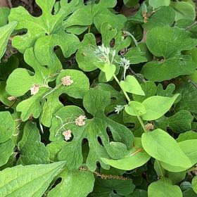 Photo of the plant species Bloodroot by @UbiquitaryKoa81 named Sir Plancelot on Greg, the plant care app