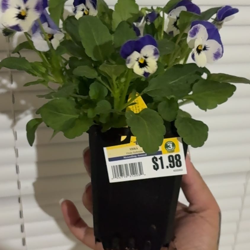 Plant care for 갈래잎제비꽃 on Greg, the plant care app