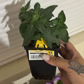 Photo of the plant species Small Snapdragon by @HeartyCanna50 named Ronaldo on Greg, the plant care app