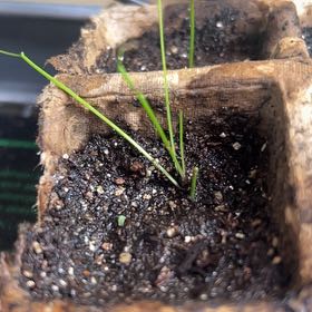 Photo of the plant species Evergreen Bunching Onion by @ComicalPlain62 named Sproutacus on Greg, the plant care app