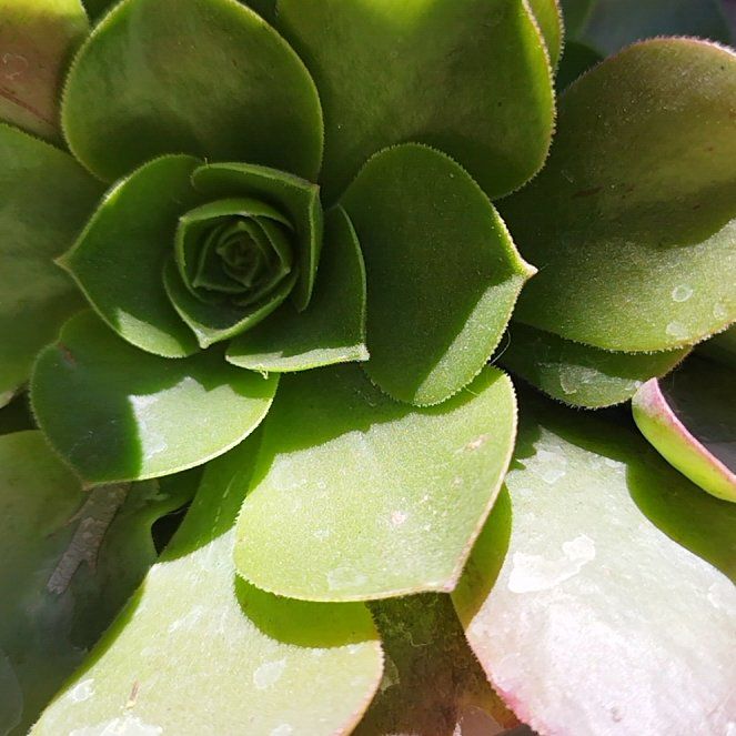 Photo of the plant species Peperomia persuculenta by @AthleteKiekie10 named Suculenta Nithin on Greg, the plant care app