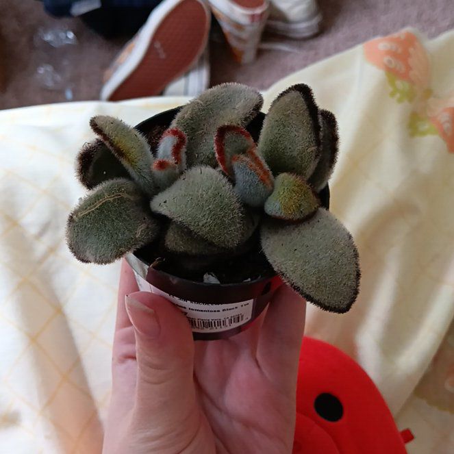 Photo of the plant species Black Tie Panda Plant by @IconZigzagplant named Hectate on Greg, the plant care app