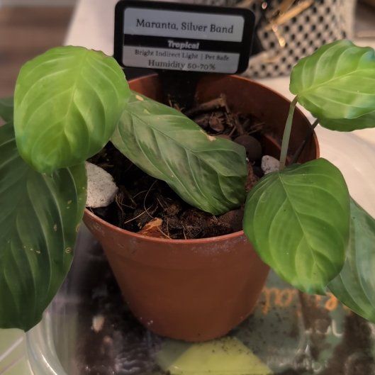 Photo of the plant species Maranta silver band prayer plant by @YesApple37 named Sir Plancelot on Greg, the plant care app