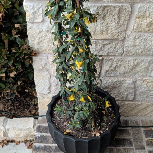 Photo of the plant species Carolina Jessamine by @YesApple37 named Remington on Greg, the plant care app