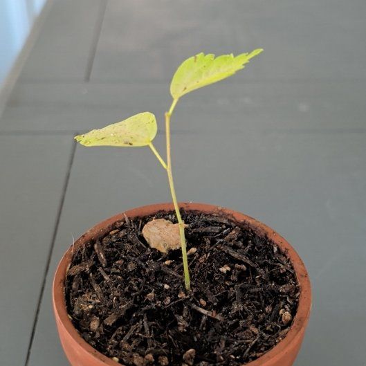 Photo of the plant species Rose Of Sharon by @YesApple37 named Ronaldo on Greg, the plant care app
