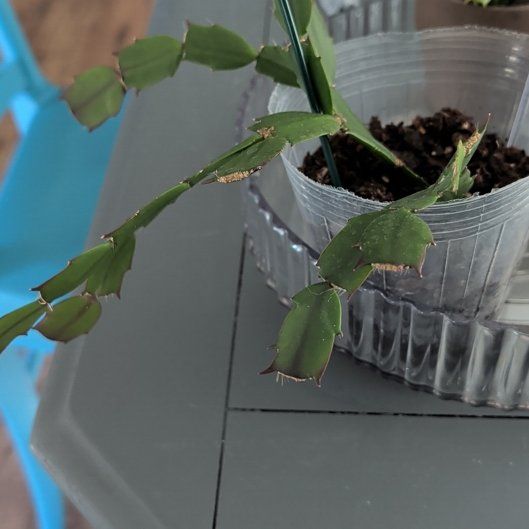 Photo of the plant species Thanksgiving Cactus by @YesApple37 named James Dean on Greg, the plant care app