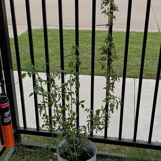 Photo of the plant species Peggy Martin Rose by @YesApple37 named Bigleef Smalls on Greg, the plant care app