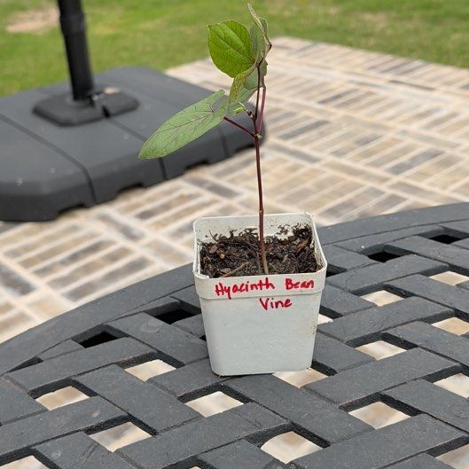 Photo of the plant species Hyacinth Bean by @YesApple37 named da Vinci on Greg, the plant care app