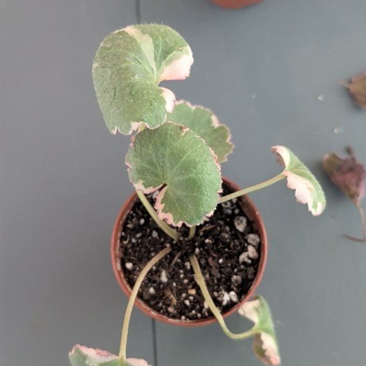 Photo of the plant species strawberry begonia varigated by @YesApple37 named Hemingway on Greg, the plant care app