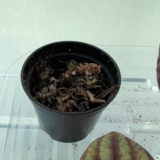 Photo of the plant species Black Velvet Begonia by @YesApple37 named Oscar on Greg, the plant care app