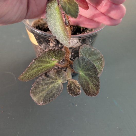 Photo of the plant species Brazilian Lady Begonia by @YesApple37 named Anne on Greg, the plant care app