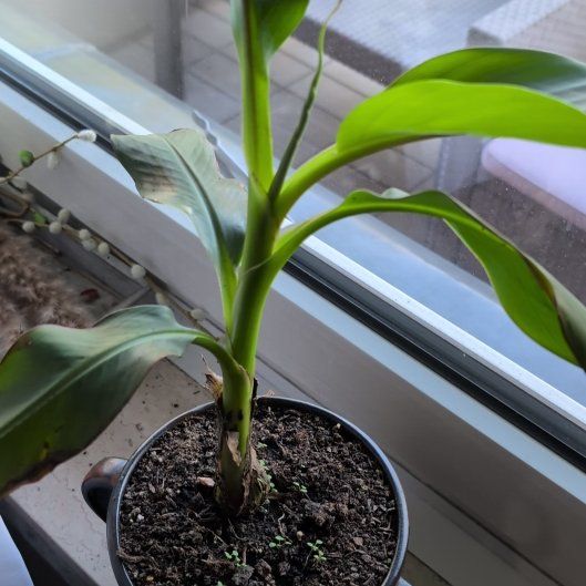 Photo of the plant species Red Banana by @BusyGreydogwood named Orwell on Greg, the plant care app