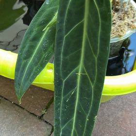 Photo of the plant species Anthurium Queen by @JesterCosmo22 named Anthurium warocqueanum on Greg, the plant care app