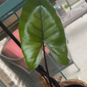 Photo of the plant species Alocasia Black Cobra by @NewGray30 named Zion on Greg, the plant care app