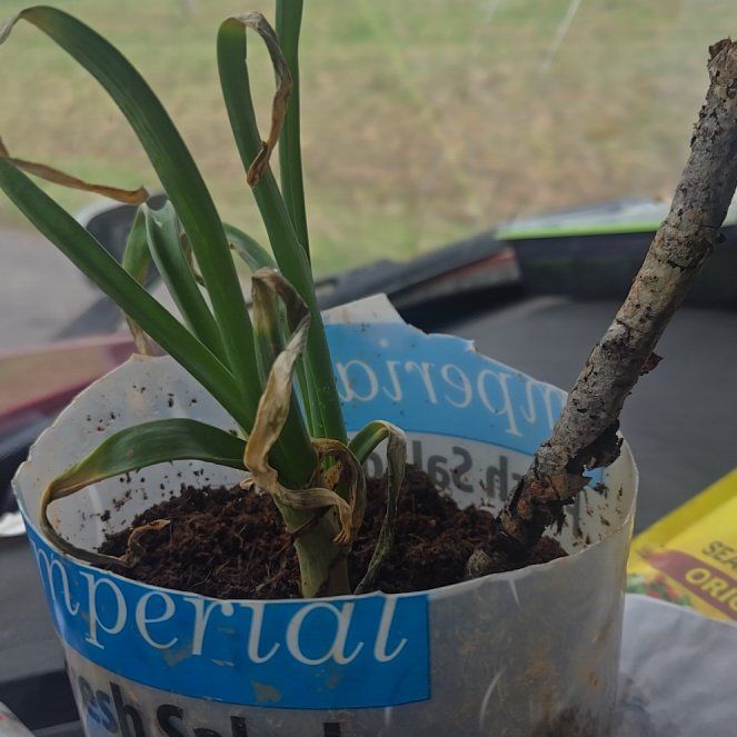 Photo of the plant species White Onion by @ZestPeyote68 named Sahara on Greg, the plant care app