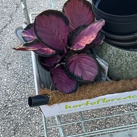 Photo of the plant species Calathea 'Pink Star' by @PrimeClubmoss81 named Girlfrond on Greg, the plant care app