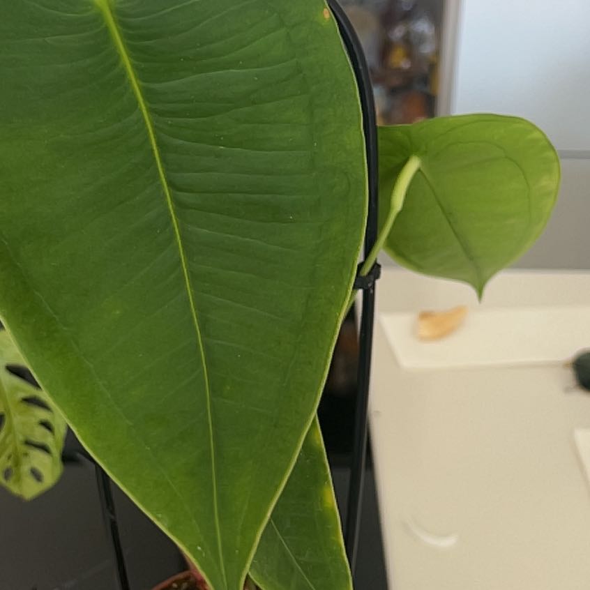 Photo of the plant species Anthurium warocqueanum by @PrimeClubmoss81 named Rihanna on Greg, the plant care app