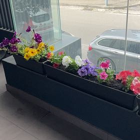 Photo of the plant species Trailing Petunia by @PrimeClubmoss81 named Sahara on Greg, the plant care app