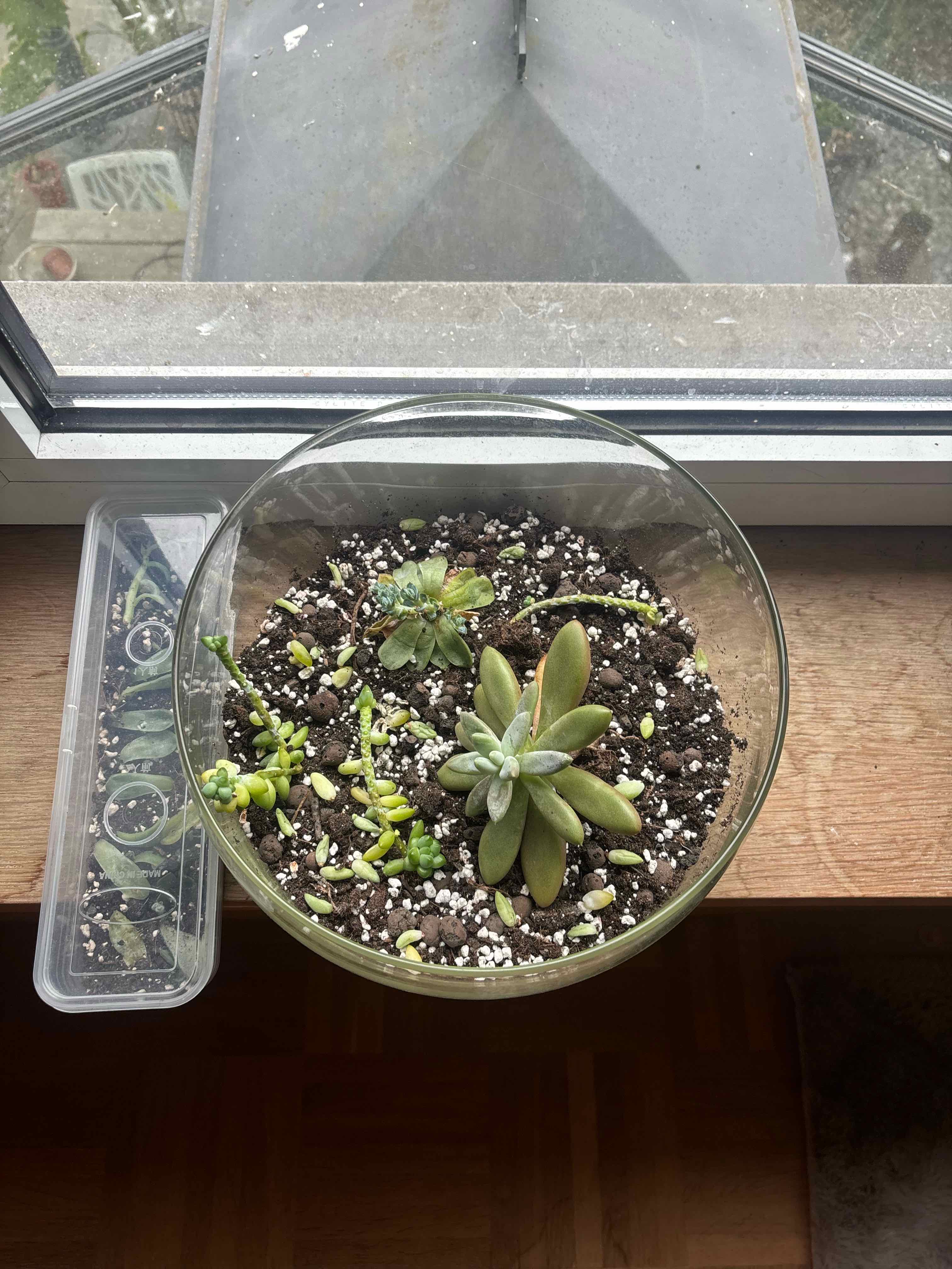 Photo of the plant species Assorted by @azrax0x named Boncuk bahcesi on Greg, the plant care app