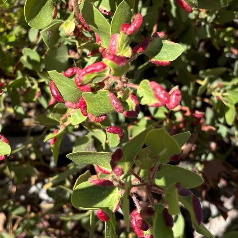 Photo of the plant species Tatarian Honeysuckle by @DivineSedeveria named Osmo on Greg, the plant care app
