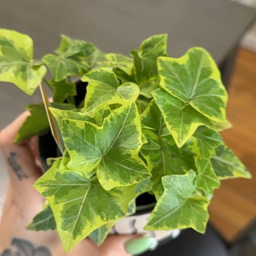 Photo of the plant species Golden Ivy by @PopularFrithia named Ivy on Greg, the plant care app