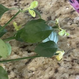 Photo of the plant species Twoleaf Nightshade by @NiceStaraloe66 named Xena on Greg, the plant care app